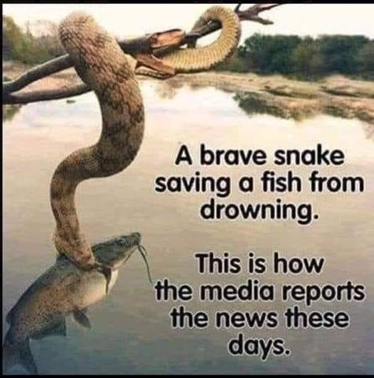 False Perceptions - A-brave-snake-saving-a-fish-from-drowning